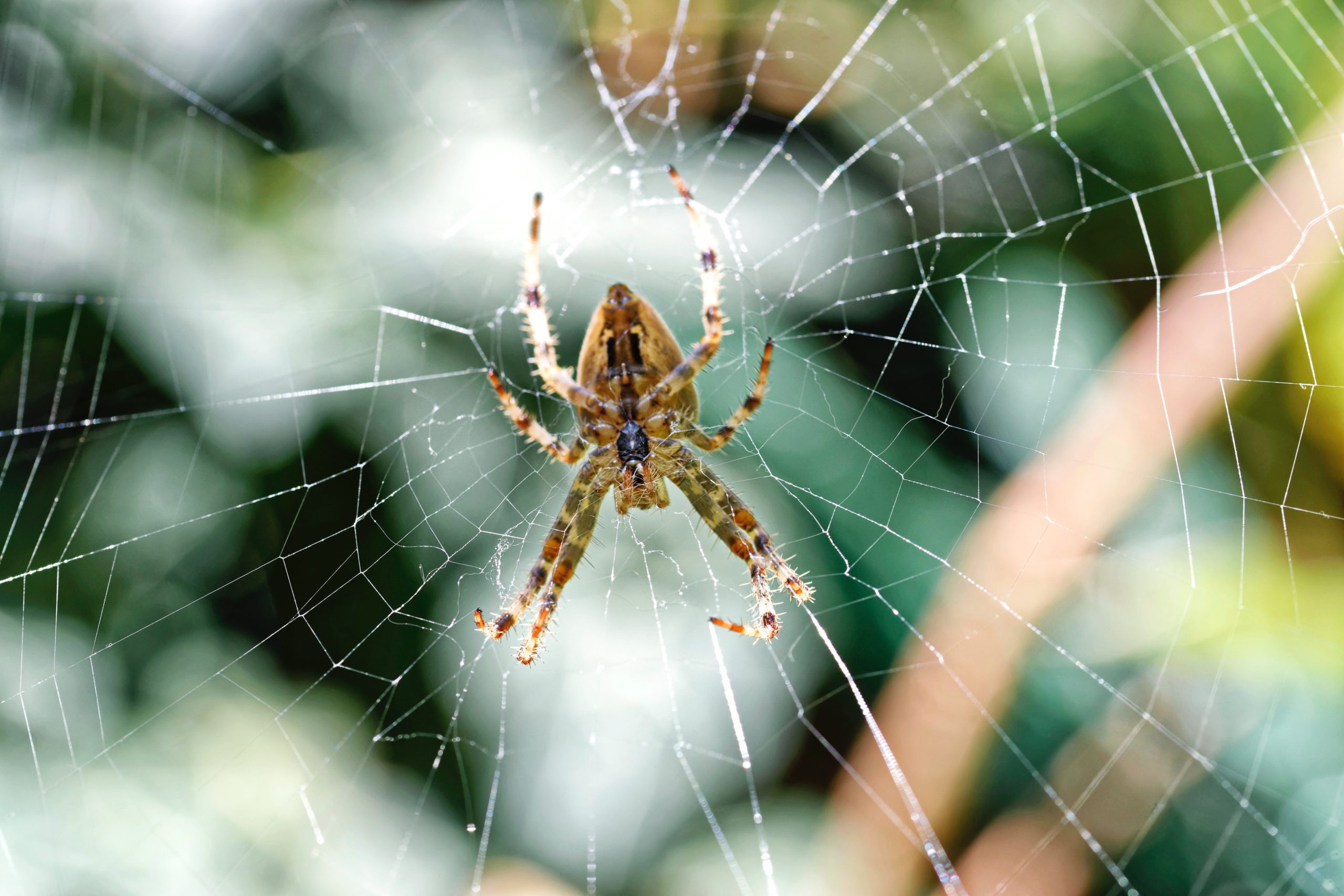 Tranhto24h: Tổng hợp hình ảnh con nhện đẹp nhất, 2560x1707px