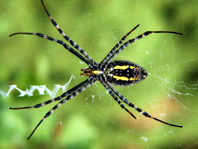 Tranhto24h: Tổng hợp hình ảnh con nhện đẹp nhất, 660x495px