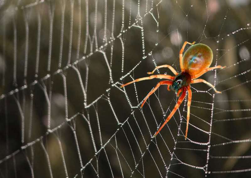 Tranhto24h: Tổng hợp hình ảnh con nhện đẹp nhất, 800x568px