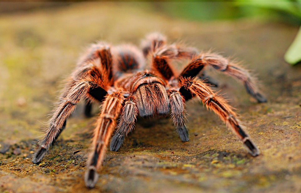 Tranhto24h: Tổng hợp hình ảnh con nhện đẹp nhất, 960x618px