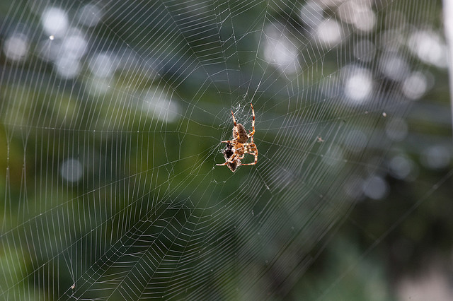 Tranhto24h: Tổng hợp hình ảnh con nhện đẹp nhất, 640x426px