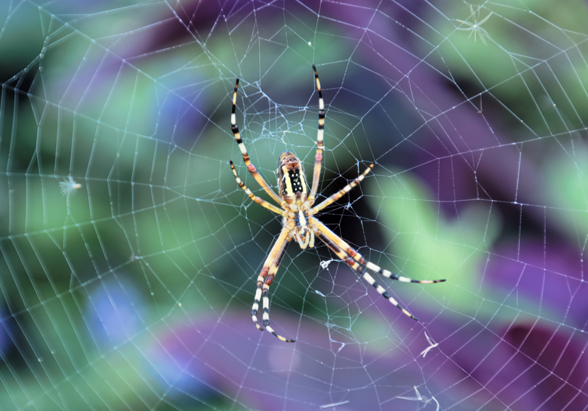 Tranhto24h: Tổng hợp hình ảnh con nhện đẹp nhất, 1200x840px