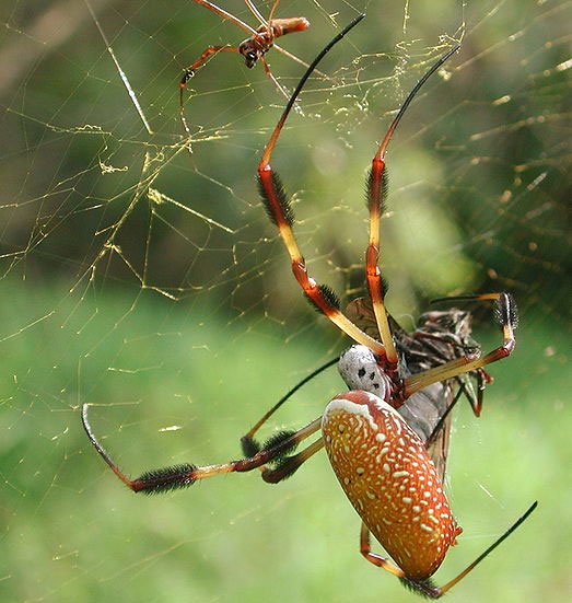 Tranhto24h: Tổng hợp hình ảnh con nhện đẹp nhất, 523x551px