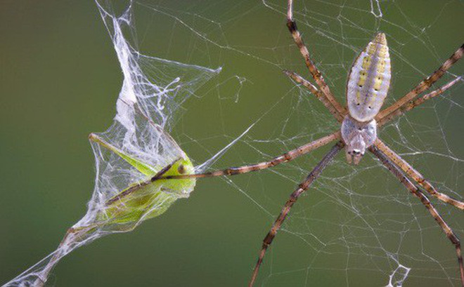 Tranhto24h: Tổng hợp hình ảnh con nhện đẹp nhất, 660x409px