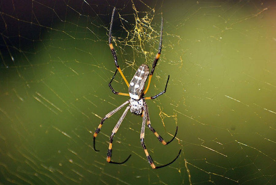 Tranhto24h: Tổng hợp hình ảnh con nhện đẹp nhất, 900x603px