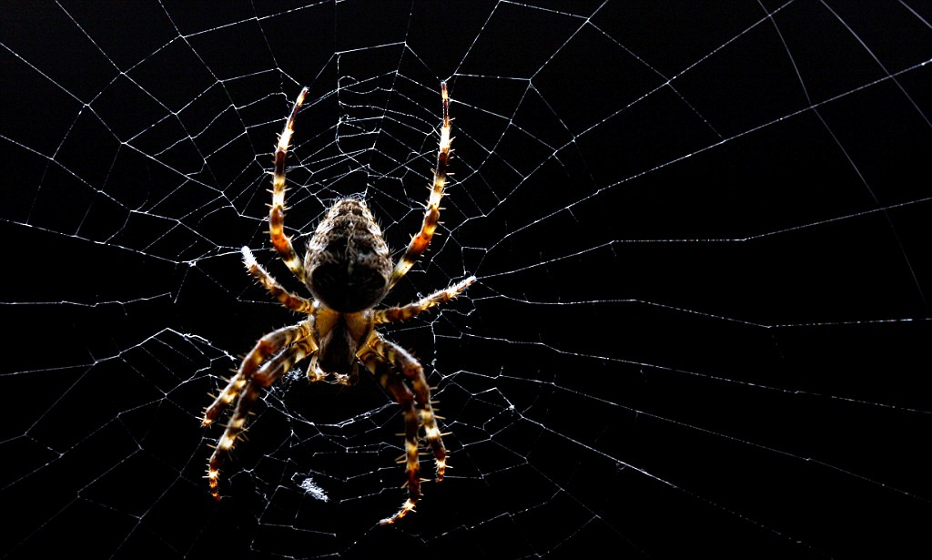 Tranhto24h: Tổng hợp hình ảnh con nhện đẹp nhất, 1024x615px