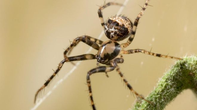 Tranhto24h: Tổng hợp hình ảnh con nhện đẹp nhất, 660x371px