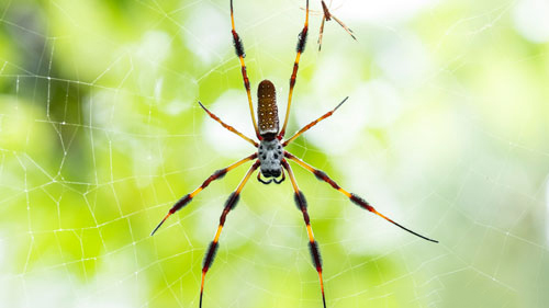 Tranhto24h: Tổng hợp hình ảnh con nhện đẹp nhất, 500x281px