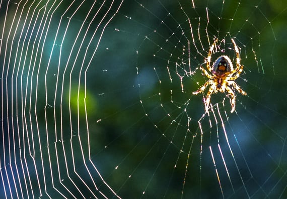 Tranhto24h: Tổng hợp hình ảnh con nhện đẹp nhất, 570x395px