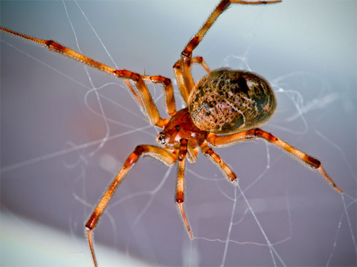 Tranhto24h: Tổng hợp hình ảnh con nhện đẹp nhất, 500x375px