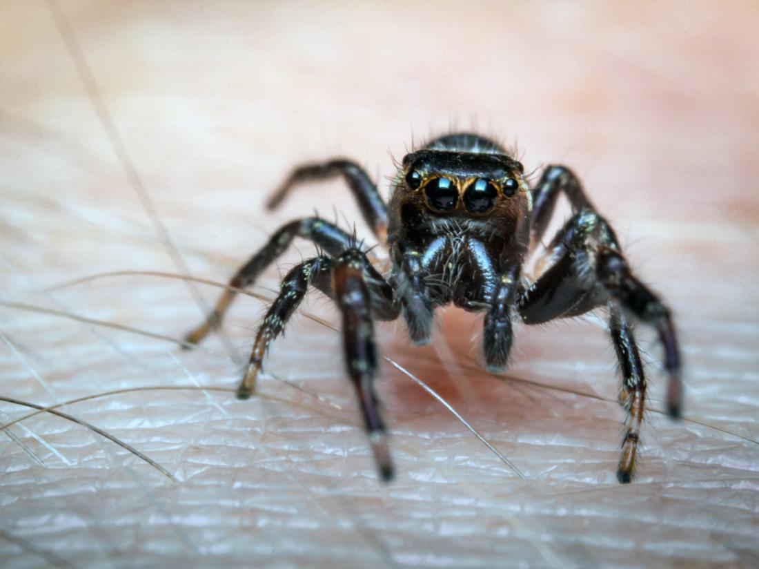 Tranhto24h: Tổng hợp hình ảnh con nhện đẹp nhất, 1100x824px