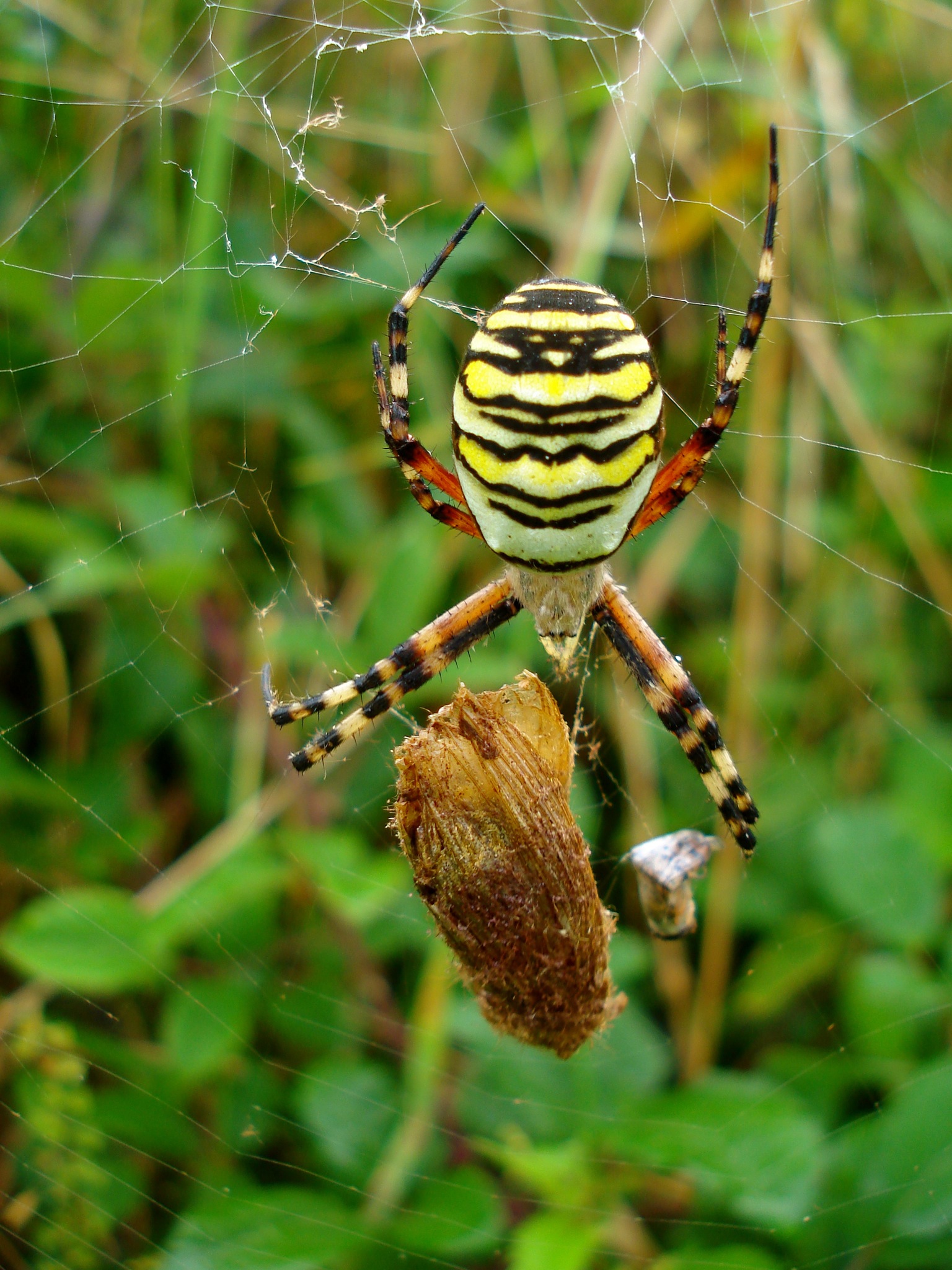 Tranhto24h: Tổng hợp hình ảnh con nhện đẹp nhất, 1536x2048px