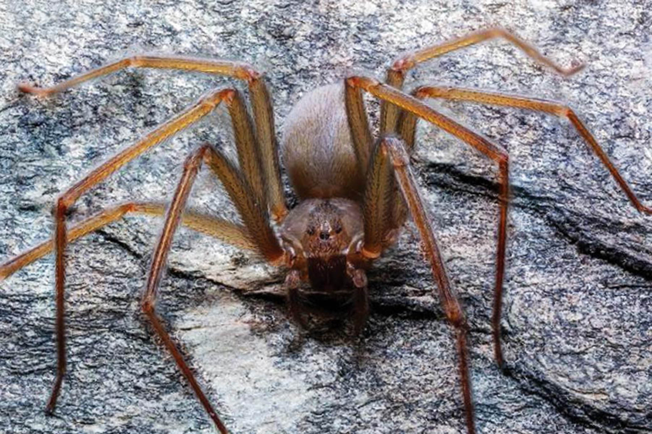 Tranhto24h: Tổng hợp hình ảnh con nhện đẹp nhất, 2126x1417px