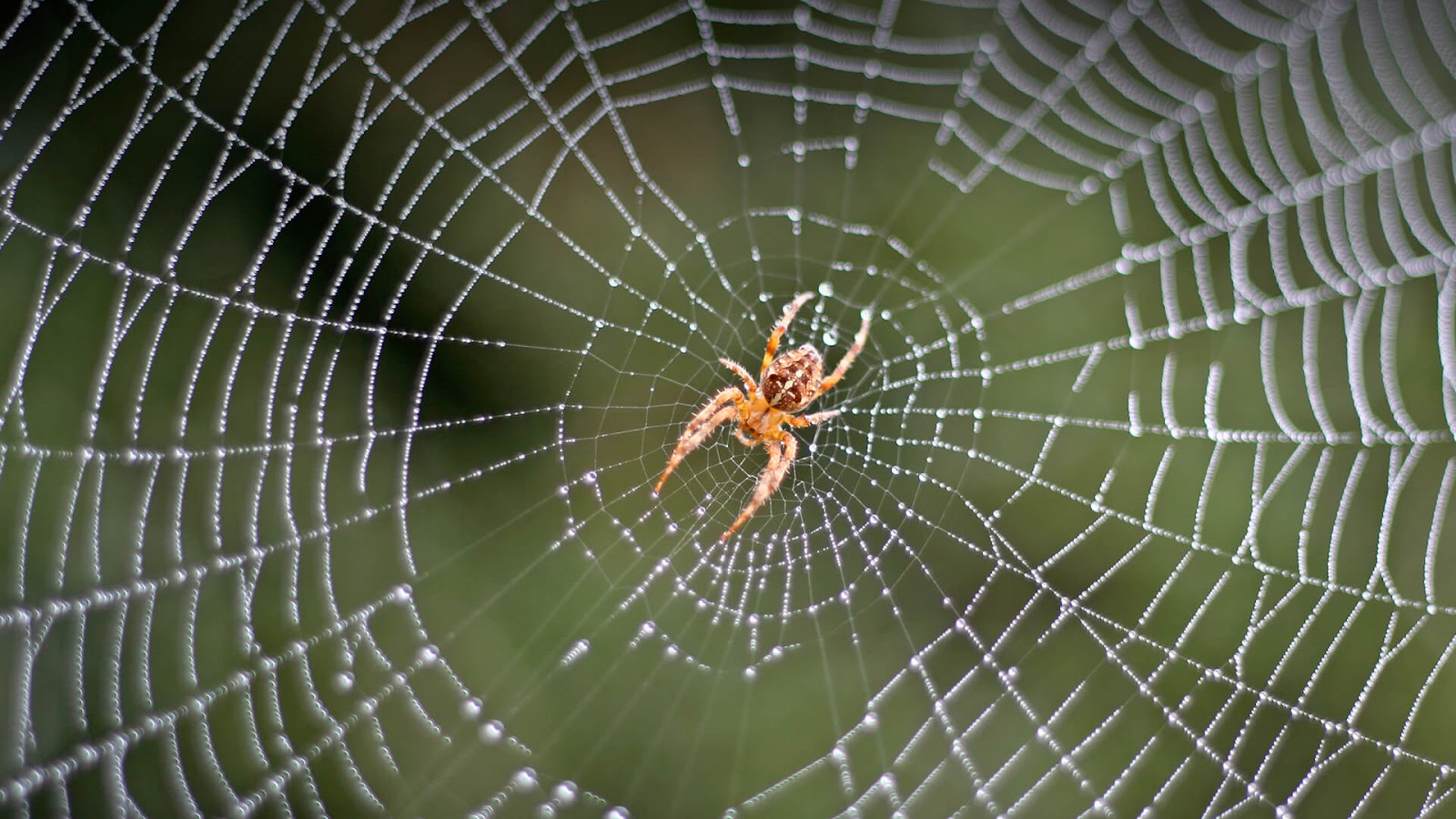 Tranhto24h: Tổng hợp hình ảnh con nhện đẹp nhất, 1600x900px