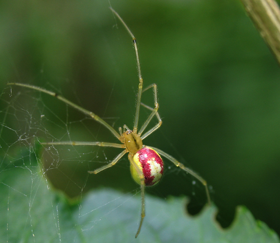 Tranhto24h: Tổng hợp hình ảnh con nhện đẹp nhất, 560x485px