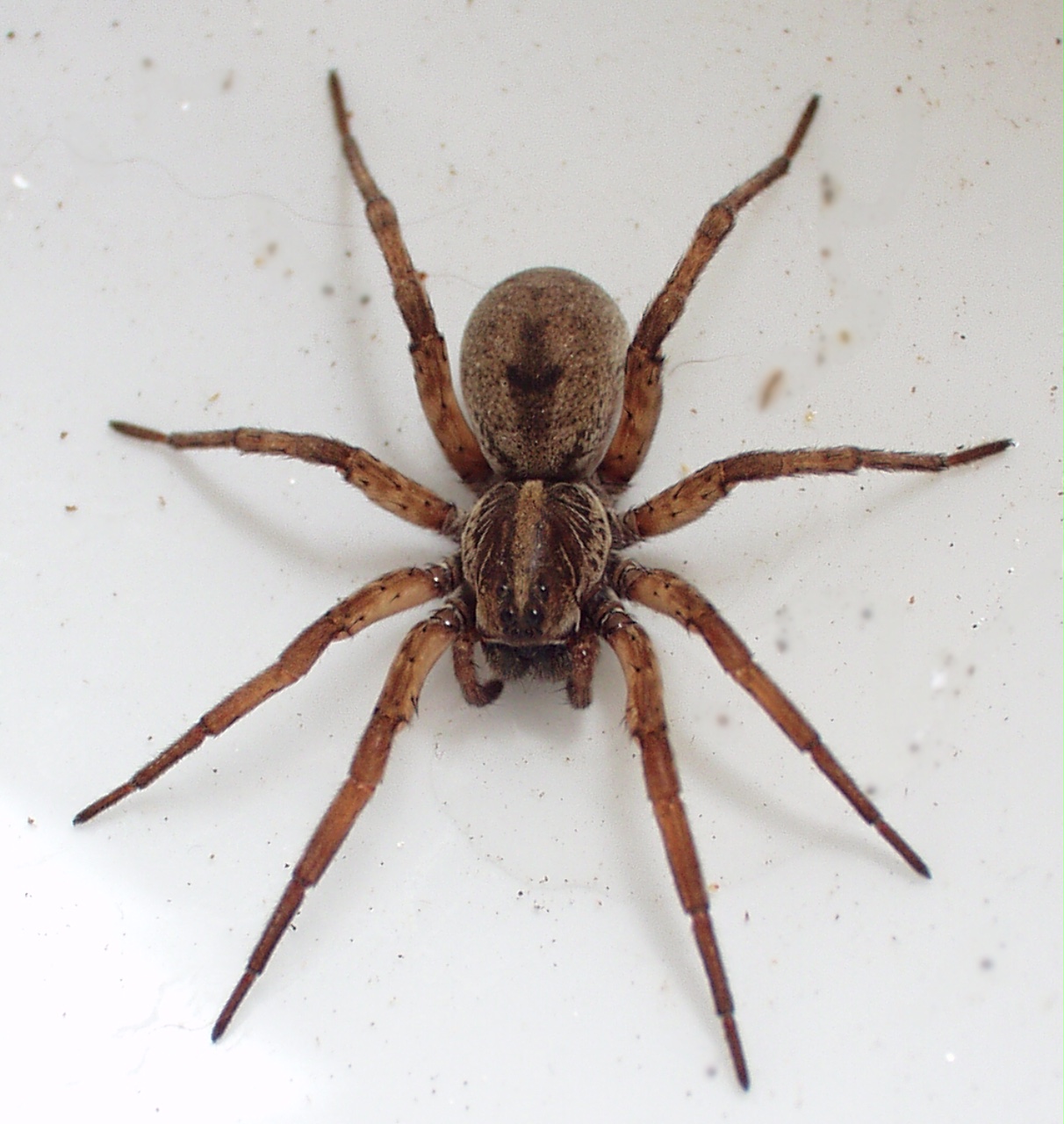 Tranhto24h: Tổng hợp hình ảnh con nhện đẹp nhất, 1212x1280px