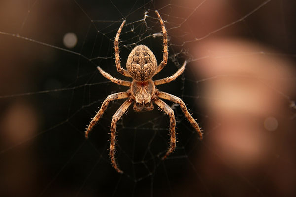 Tranhto24h: Tổng hợp hình ảnh con nhện đẹp nhất, 600x400px