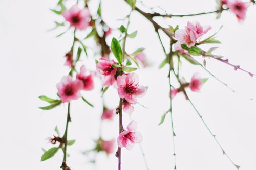 Tranhto24h: Hình nền hoa đào đẹp vào mùa xuân, 500x333px