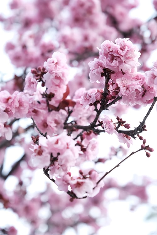 Tranhto24h: Hình ảnh hoa đào đẹp ngày tết, 500x750px