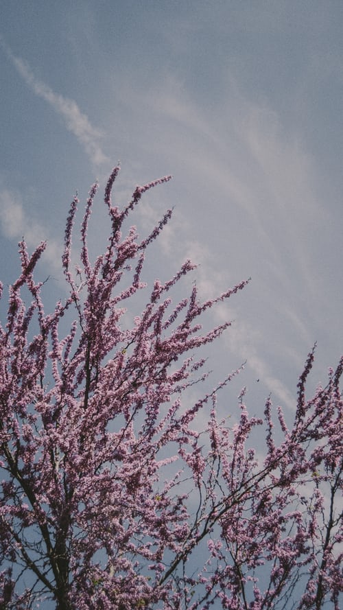 Tranhto24h: Hình nền hoa đào đẹp vào mùa xuân, 500x889px