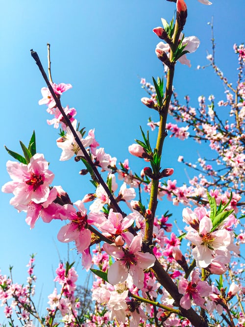 Tranhto24h: Hình nền hoa đào đẹp vào mùa xuân, 500x667px