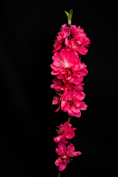 Tranhto24h: Hình ảnh hoa đào đẹp ngày tết, 500x750px