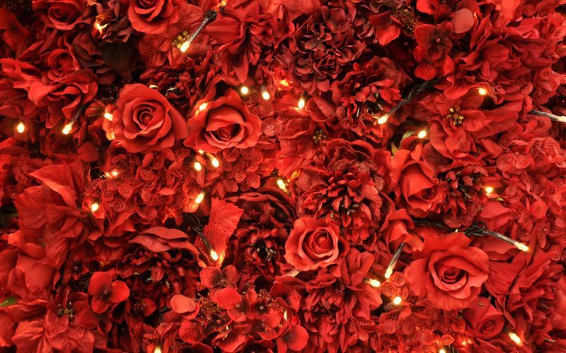 Tranhto24h: background đỏ hoa hồng và đèn, 800x500px
