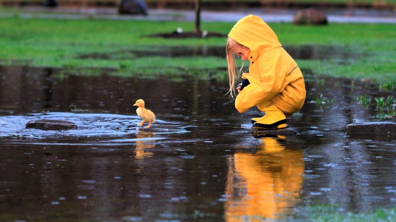 Tranhto24h: Hình nền vịt vàng cute và cô bé dưới mưa, 800x450px