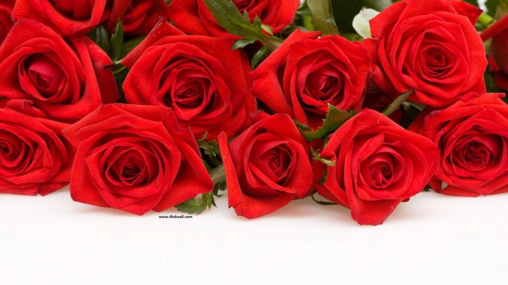 Tranhto24h: Tải ảnh hoa hồng đẹp về điện thoại miên phí đẹp nhất thế giới, 1024x576px