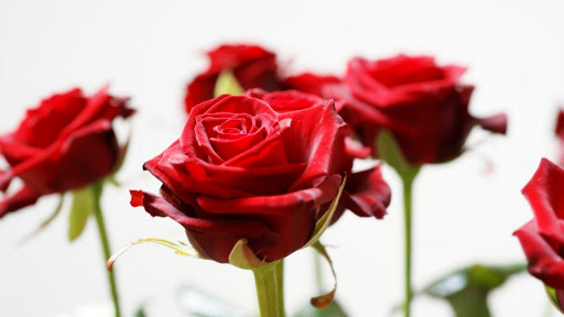 Tranhto24h: Tải ảnh hoa hồng đẹp về điện thoại miên phí đẹp nhất thế giới, 512x288px