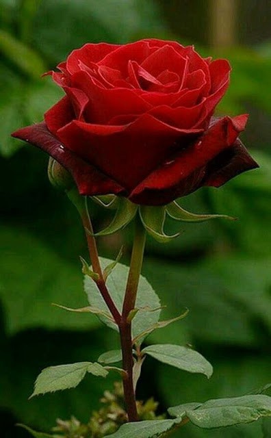 Tranhto24h: Tải ảnh hoa hồng đẹp về điện thoại miên phí đẹp nhất thế giới, 396x640px