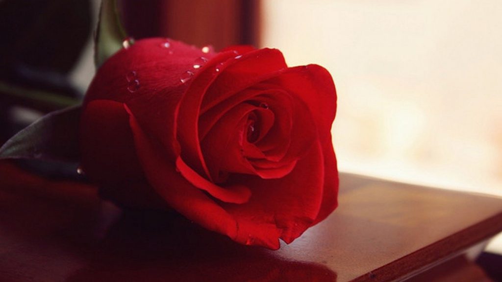 Tranhto24h: Tải ảnh hoa hồng đẹp về điện thoại miên phí đẹp nhất thế giới, 1024x576px