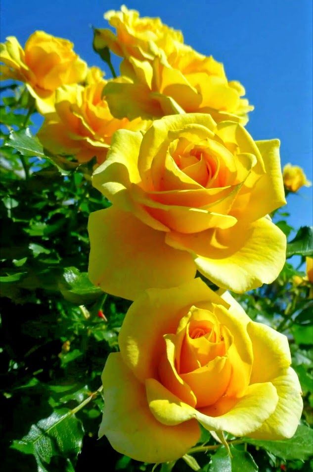 Tranhto24h: Tải ảnh hoa hồng đẹp về điện thoại miên phí đẹp nhất thế giới, 633x952px
