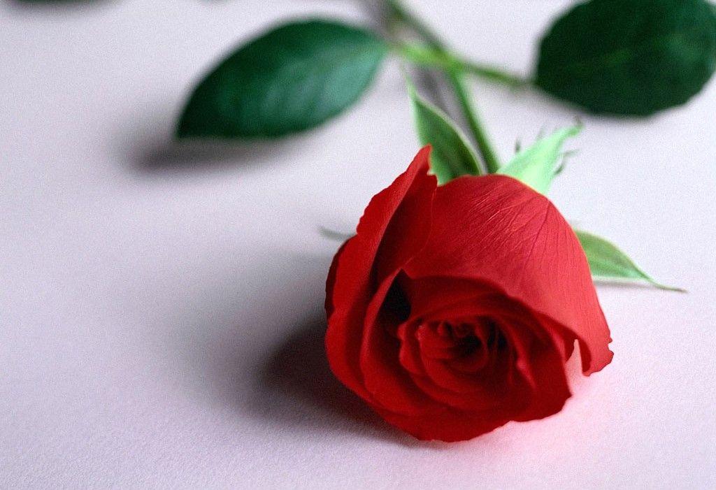 Tranhto24h: Tải ảnh hoa hồng đẹp về điện thoại miên phí đẹp nhất thế giới, 1024x701px