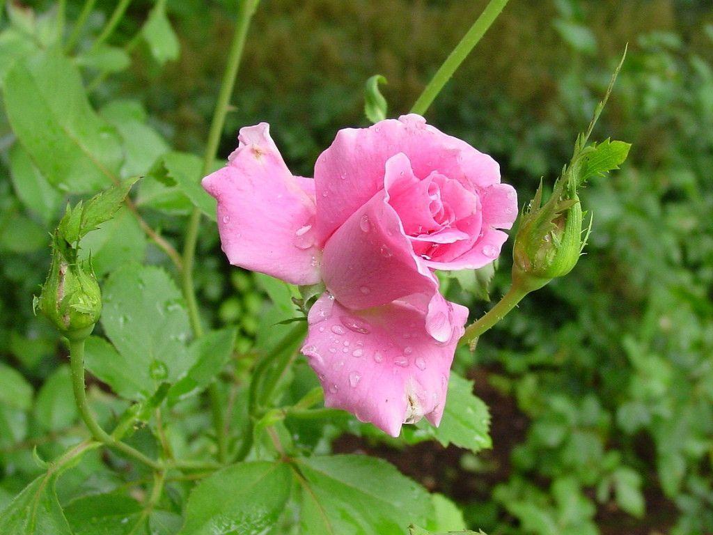 Tranhto24h: Tải ảnh hoa hồng đẹp về điện thoại miên phí đẹp nhất thế giới, 1024x768px
