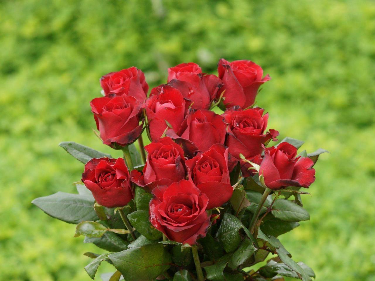Tranhto24h: Tải ảnh hoa hồng đẹp về điện thoại miên phí đẹp nhất thế giới, 1280x960px