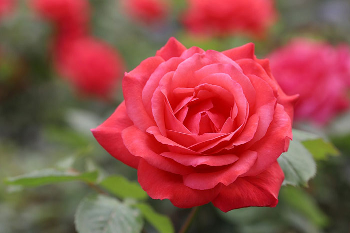 Tranhto24h: Tải ảnh hoa hồng đẹp về điện thoại miên phí đẹp nhất thế giới, 700x467px
