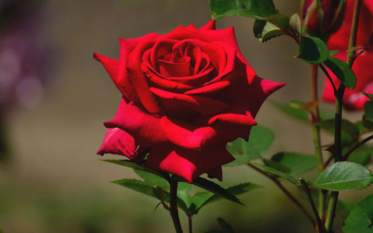 Tranhto24h: Tải ảnh hoa hồng đẹp về điện thoại miên phí đẹp nhất thế giới, 750x469px
