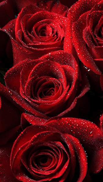 Tranhto24h: Tải ảnh hoa hồng đẹp về điện thoại miên phí đẹp nhất thế giới, 338x600px
