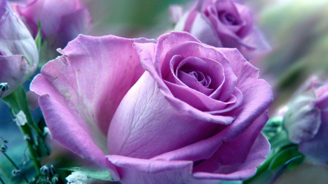 Tranhto24h: Tải ảnh hoa hồng đẹp về điện thoại miên phí đẹp nhất thế giới, 1280x720px