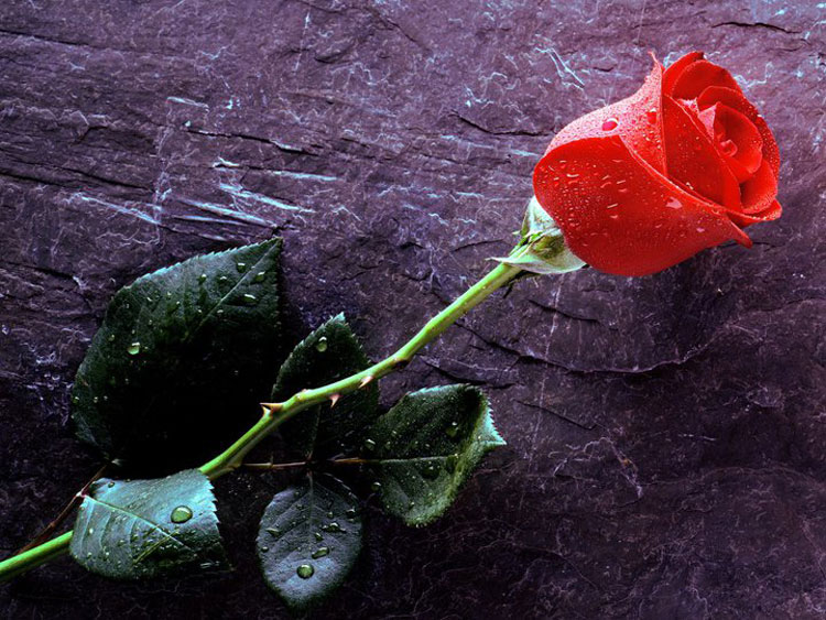 Tranhto24h: Tải ảnh hoa hồng đẹp về điện thoại miên phí đẹp nhất thế giới, 750x563px