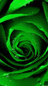 Tranhto24h: Tải ảnh hoa hồng đẹp về điện thoại miên phí đẹp nhất thế giới, 168x300px