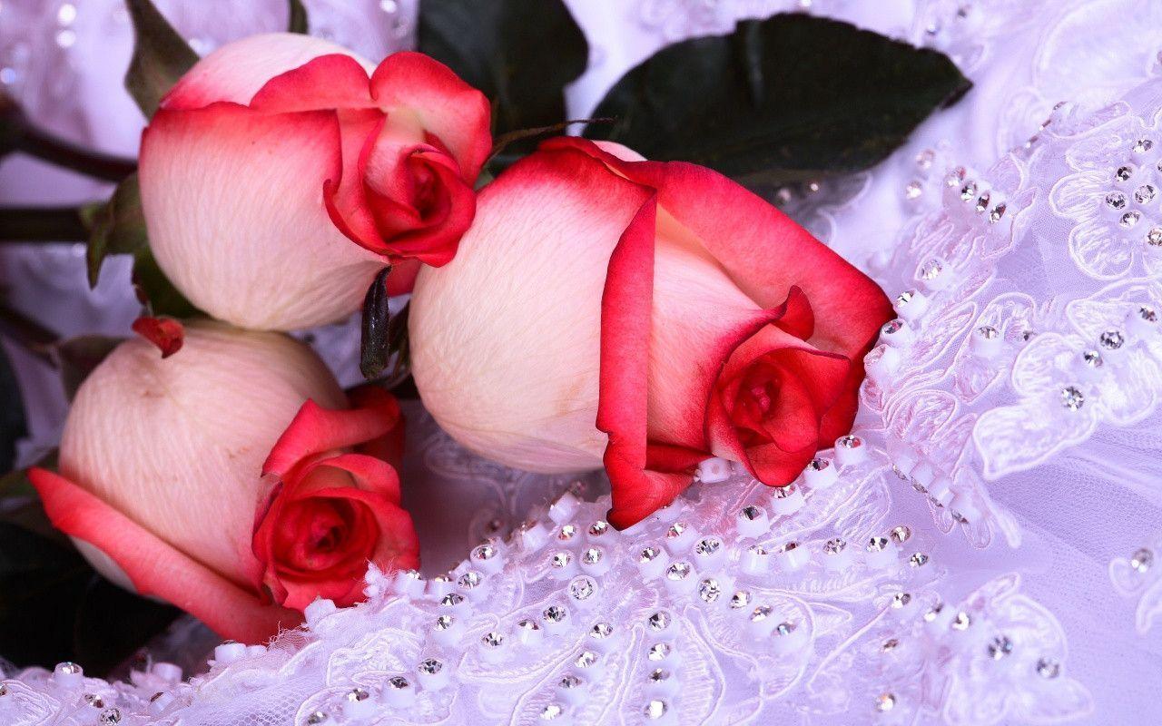 Tranhto24h: Tải ảnh hoa hồng đẹp về điện thoại miên phí đẹp nhất thế giới, 1280x800px