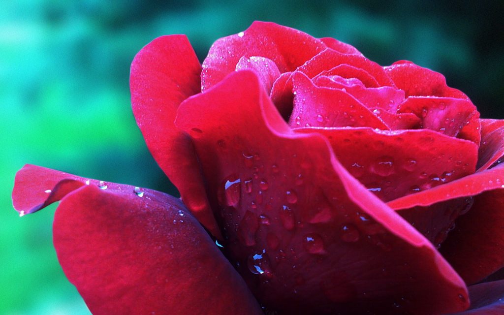 Tranhto24h: Tải ảnh hoa hồng đẹp về điện thoại miên phí đẹp nhất thế giới, 1024x640px