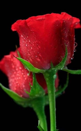 Tranhto24h: Tải ảnh hoa hồng đẹp về điện thoại miên phí đẹp nhất thế giới, 346x554px