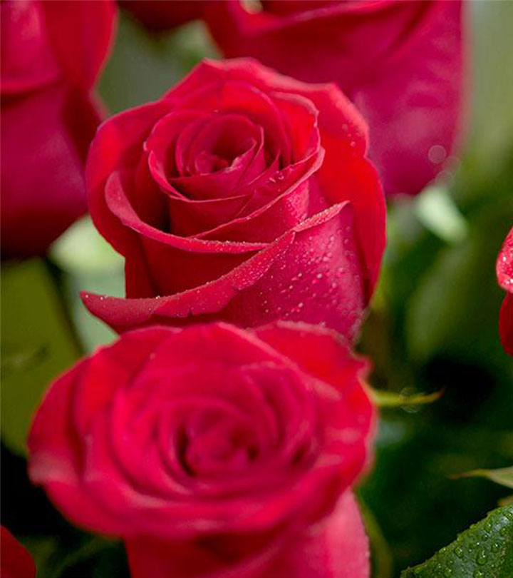 Tranhto24h: Tải ảnh hoa hồng đẹp về điện thoại miên phí đẹp nhất thế giới, 720x810px