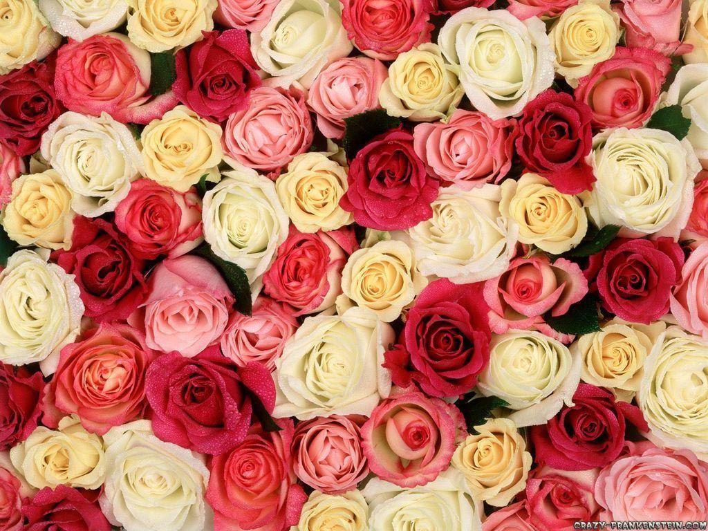 Tranhto24h: Tải ảnh hoa hồng đẹp về điện thoại miên phí đẹp nhất thế giới, 1024x768px
