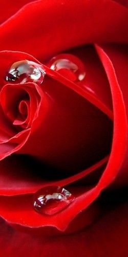 Tranhto24h: Tải ảnh hoa hồng đẹp về điện thoại miên phí đẹp nhất thế giới, 250x500px