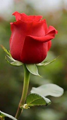 Tranhto24h: Tải ảnh hoa hồng đẹp về điện thoại miên phí đẹp nhất thế giới, 236x419px