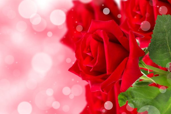 Tranhto24h: Tải ảnh hoa hồng đẹp về điện thoại miên phí đẹp nhất thế giới, 601x400px